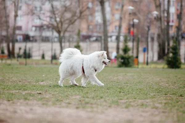 Samoyed Dog Running Playing Park Big White Fluffy Dogs Walk — Stock Fotó