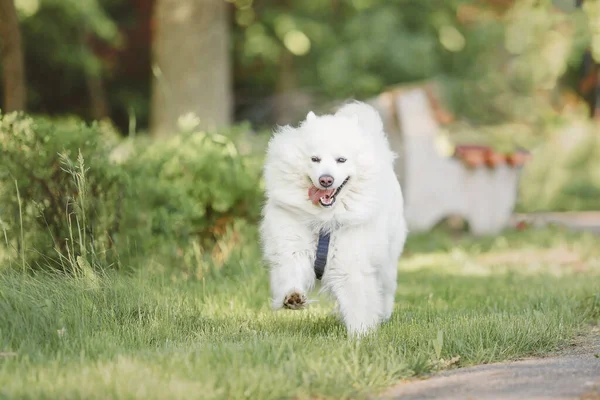Samoyed Dog Running Playing Park Big White Fluffy Dogs Walk — Stock fotografie