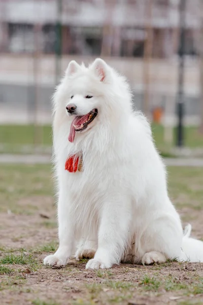 Samoyed Dog Running Playing Park Big White Fluffy Dogs Walk —  Fotos de Stock