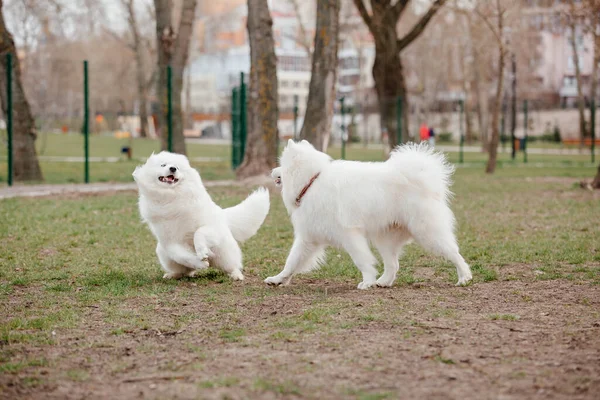 Samoyed Dog Running Playing Park Big White Fluffy Dogs Walk — Foto de Stock