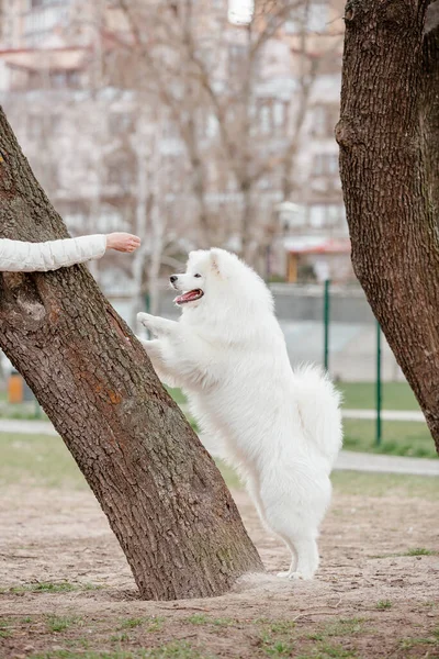 Samoyed Dog Running Playing Park Big White Fluffy Dogs Walk — Stockfoto