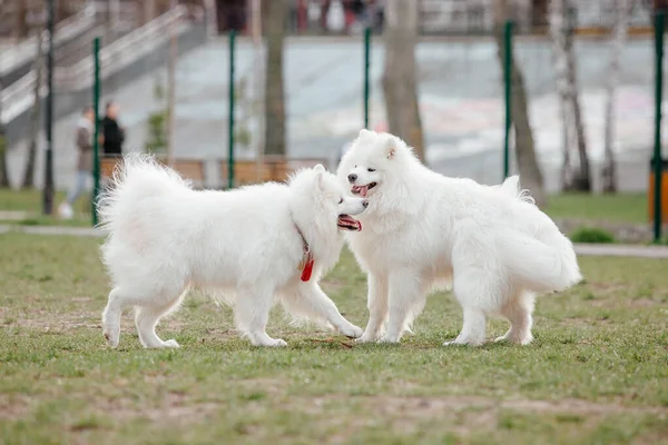 Samoyed Dog Running Playing Park Big White Fluffy Dogs Walk — Stockfoto