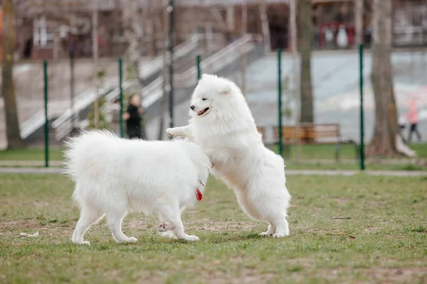 Samoyed Dog Running Playing Park Big White Fluffy Dogs Walk — Stock Fotó