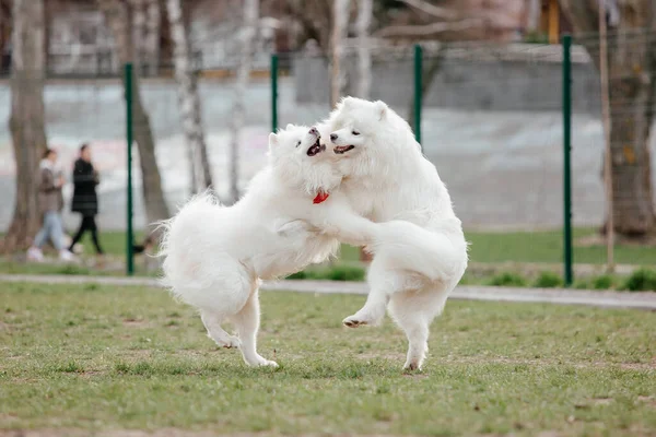 Samoyed Dog Running Playing Park Big White Fluffy Dogs Walk — Φωτογραφία Αρχείου