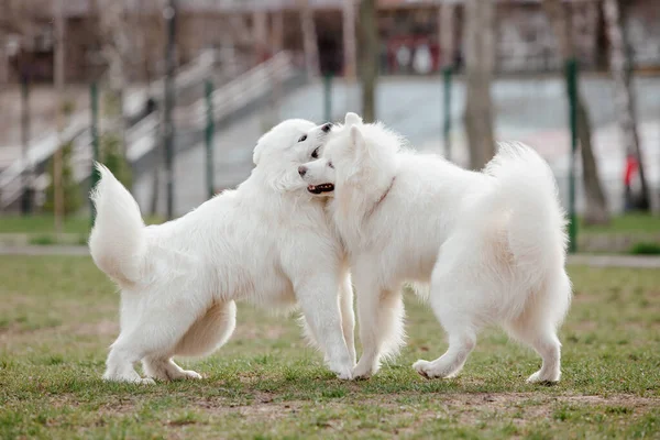 Samoyed Dog Running Playing Park Big White Fluffy Dogs Walk — Stockfoto