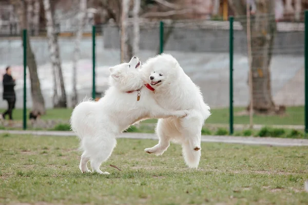 Samoyed Dog Running Playing Park Big White Fluffy Dogs Walk — стоковое фото