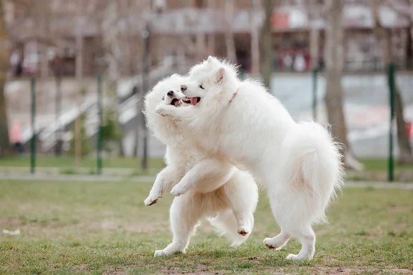 Samoyed Dog Running Playing Park Big White Fluffy Dogs Walk — Fotografia de Stock