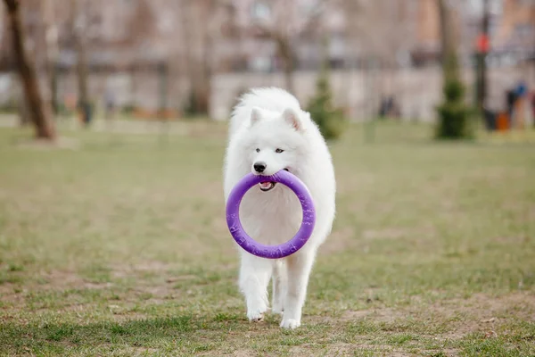 Samoyed Dog Park Big White Fluffy Dog Walk — Stockfoto