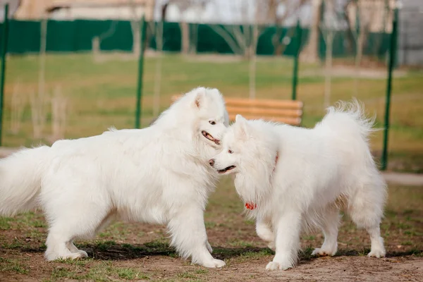 Samoyed Dog Running Playing Park Big White Fluffy Dogs Walk — Zdjęcie stockowe