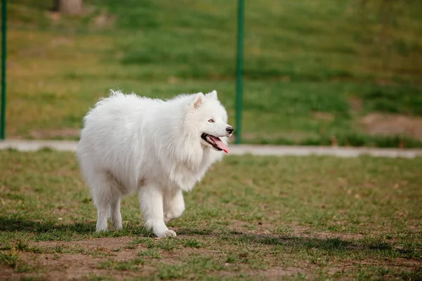 Samoyed Dog Park Big White Fluffy Dog Walk — Fotografia de Stock