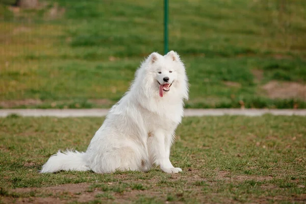 Samoyed Dog Park Big White Fluffy Dog Walk — Φωτογραφία Αρχείου