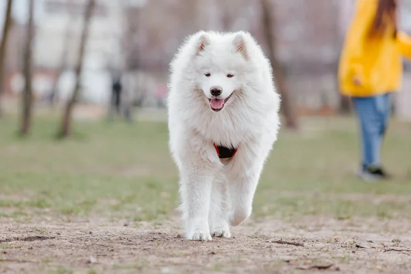 Samoyed Dog Park Big White Fluffy Dog Walk — Foto de Stock