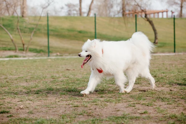 Samoyed Dog Running Playing Park Big White Fluffy Dogs Walk — Stock Fotó