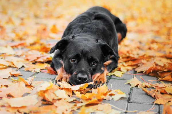 Rottweiler Dog Outdoor Autumn Fall Season Dog Walk — стоковое фото