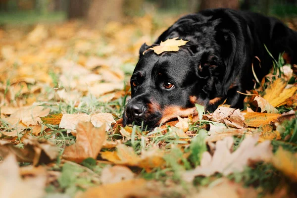 Rottweiler Dog Outdoor Autumn Fall Season Dog Walk —  Fotos de Stock