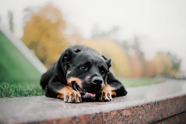 Rottweiler Dog Outdoor Autumn Fall Season Dog Walk — 图库照片