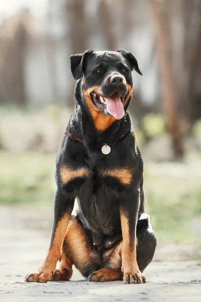Rottweiler สวยงามบนหญ — ภาพถ่ายสต็อก