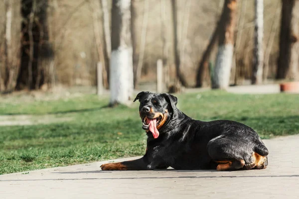 Beautiful Rottweiler Dog Green Grass — стоковое фото