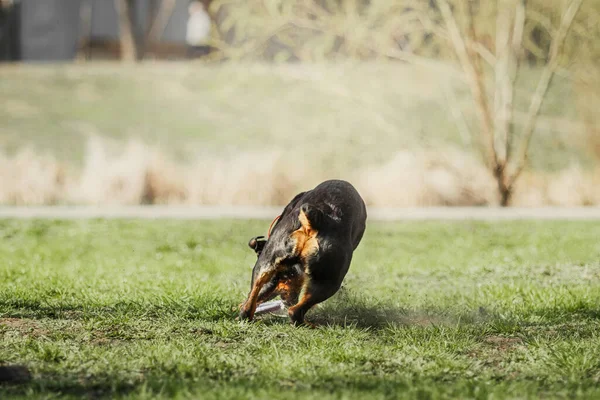 Beautiful Rottweiler Dog Green Grass — Fotografia de Stock