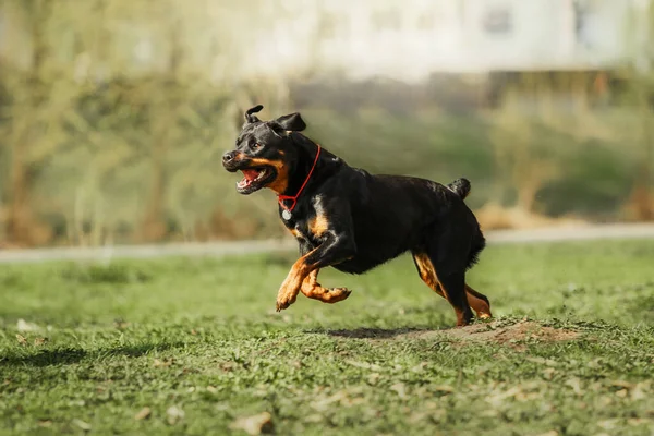 Красива Собака Ротвейлера Зеленій Траві — стокове фото