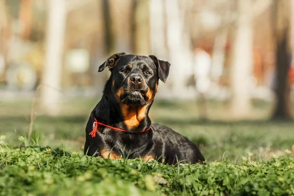 Beautiful Rottweiler Dog Green Grass — стоковое фото