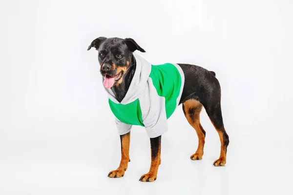 Собака Ротвейлера Изолирована Белом Фоне — стоковое фото