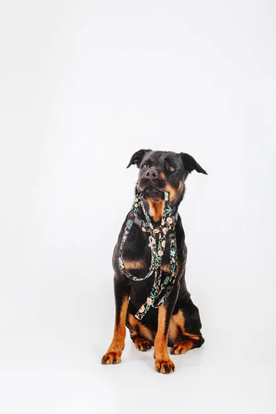 Собака Ротвейлера Изолирована Белом Фоне — стоковое фото