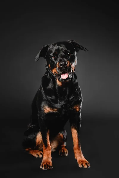 スタジオで黒の背景にロットワイラー犬 — ストック写真