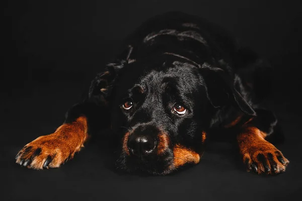 Rottweiler Kutya Egy Fekete Háttér Stúdióban — Stock Fotó