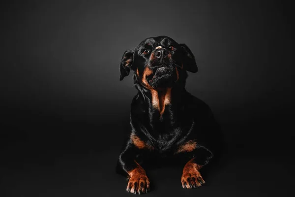 スタジオで黒の背景にロットワイラー犬 — ストック写真