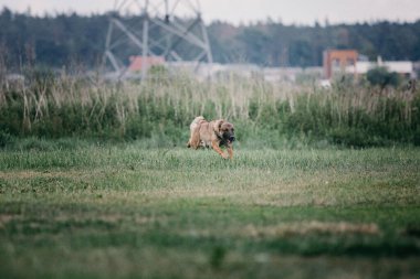 Working malinois dog. Belgian shepherd dog. Police, guard dog