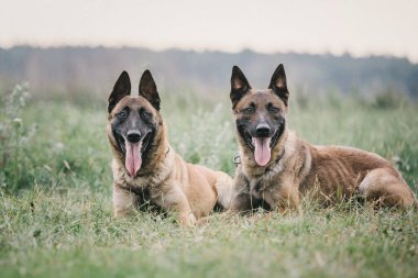 Working malinois dog. Belgian shepherd dog. Police, guard dog