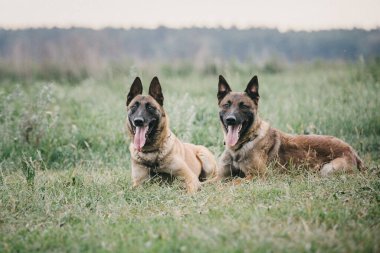 Working malinois dog. Belgian shepherd dog. Police, guard dog