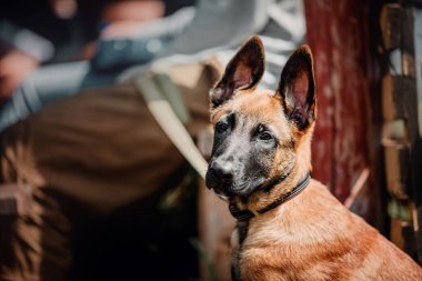 Working malinois dog. Belgian shepherd dog. Police, guard dog