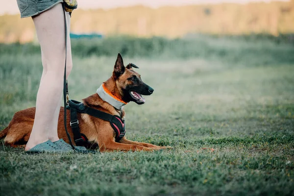 Working Malinois Dog Belgian Shepherd Dog Police Guard Dog — Zdjęcie stockowe