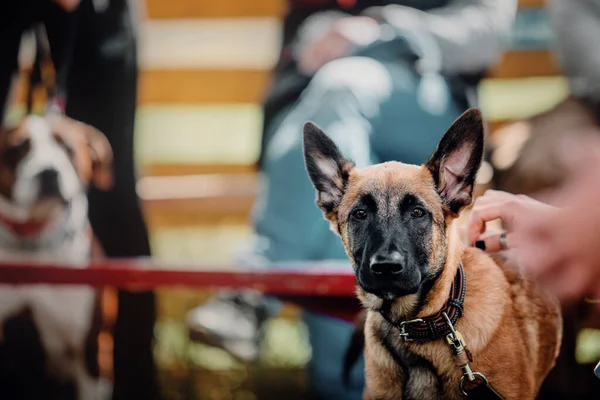 Working Malinois Dog Belgian Shepherd Dog Police Guard Dog — стоковое фото