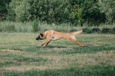 Working malinois dog. Belgian shepherd dog. Police, guard dog