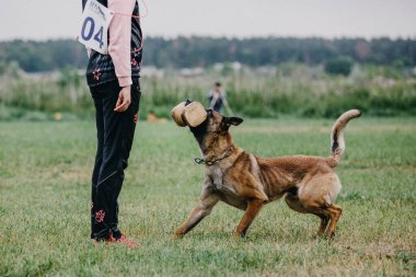 Working malinois dog. Belgian shepherd dog. Police, guard dog