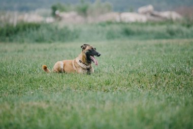 Working malinois dog. Belgian shepherd dog. Police, guard dog