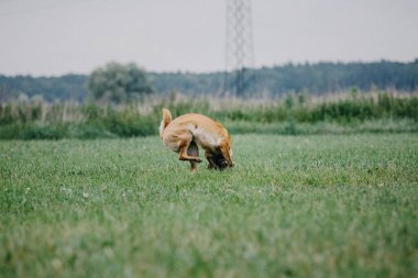 Working malinois dog. Belgian shepherd dog. Police, guard dog