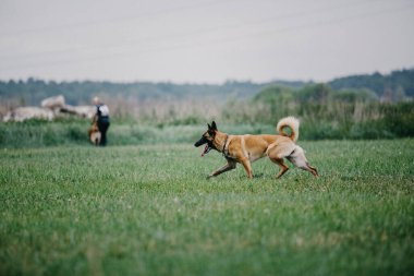 Working malinois dog. Belgian shepherd dog. Police, guard dog