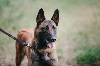 Working malinois dog. Belgian shepherd dog. Police, guard dog