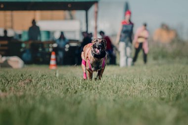 Working malinois dog. Belgian shepherd dog. Police, guard dog