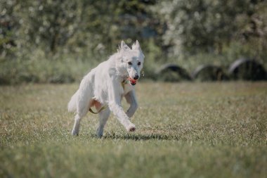 Şirin Beyaz İsviçre Çoban Köpeği açık hava portresi
