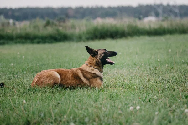 Working Malinois Dog Belgian Shepherd Dog Police Guard Dog — Stockfoto