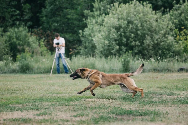 Работающая Малинойская Собака Бельгийская Овчарка Полиция Сторожевая Собака — стоковое фото