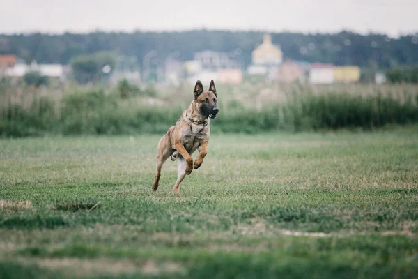 Working Malinois Dog Belgian Shepherd Dog Police Guard Dog — Stockfoto