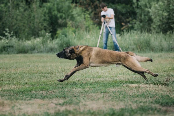 Working Malinois Dog Belgian Shepherd Dog Police Guard Dog — Foto de Stock