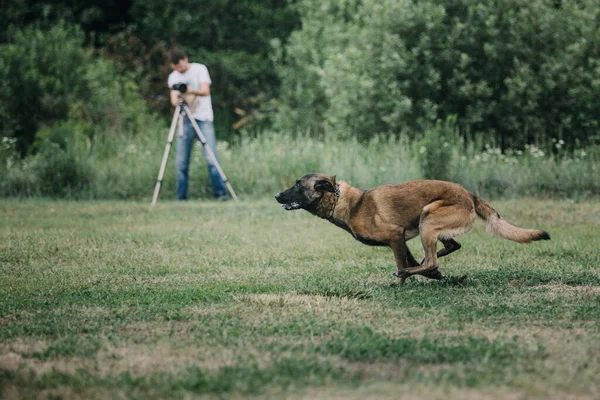 Working Malinois Dog Belgian Shepherd Dog Police Guard Dog — стоковое фото