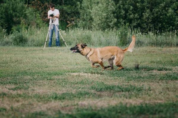 Working Malinois Dog Belgian Shepherd Dog Police Guard Dog — 图库照片